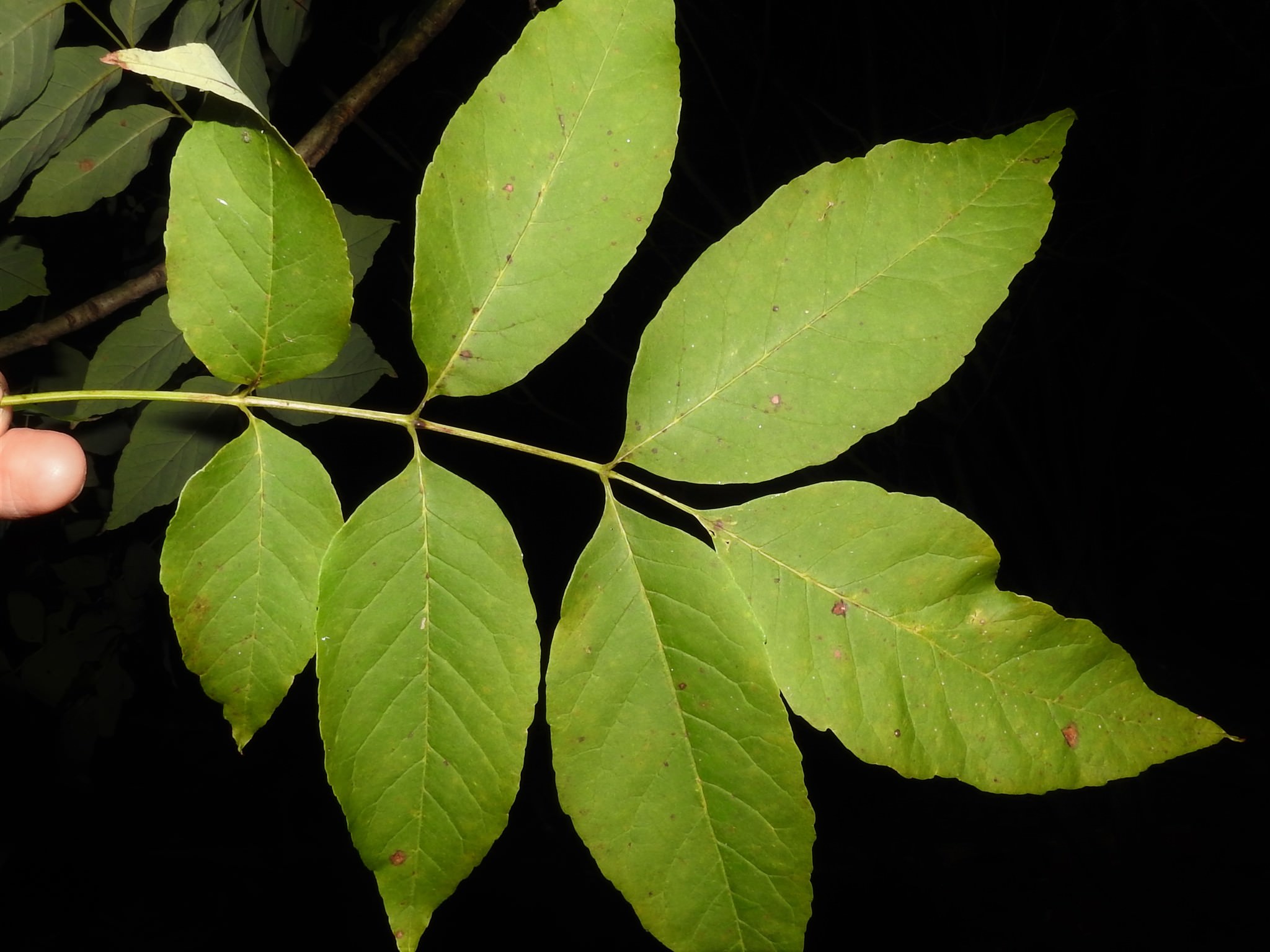 Fraxinus americana